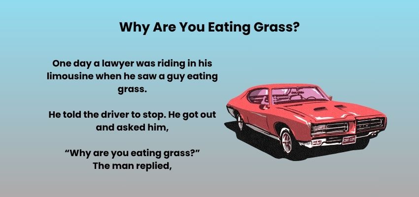 Why Are You Eating Grass?